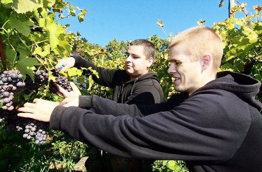 Das Weinberg-Projekt wird von den Naturfreunden genauso unterstützt wie die Arbeit der Mobilen Jugendarbeit. Foto: Friedel