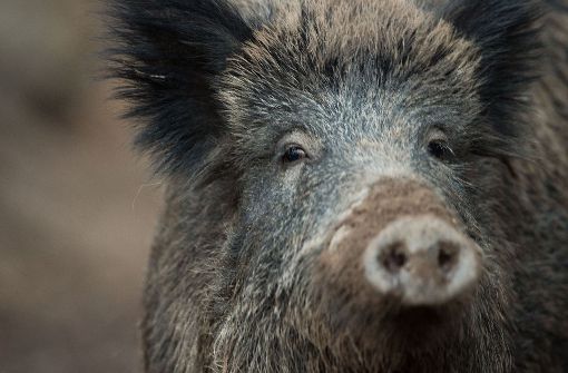 Drei Wildschweine haben in der Nacht auf Samstag bei Unfällen ihr Leben gelassen. Foto: dpa